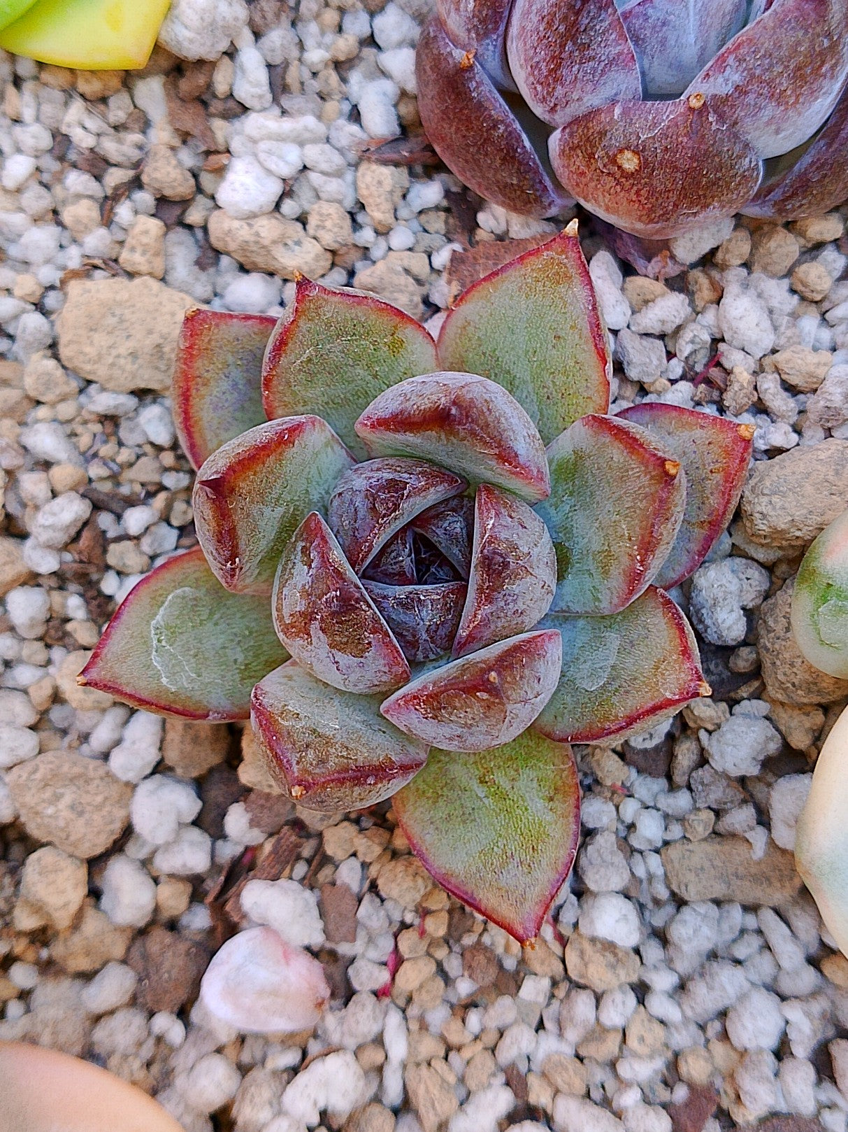 Echeveria Yuna | maceta 3"