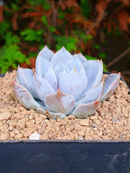 Echeveria Snow bunny B | maceta 3"
