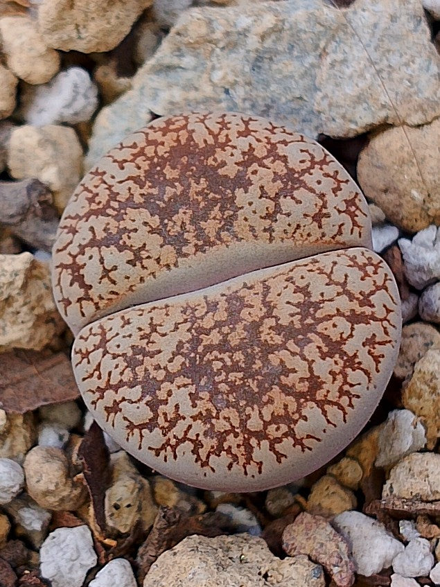 C151 	Lithops lesliei ssp. lesliei v. lesliei (grey Form)