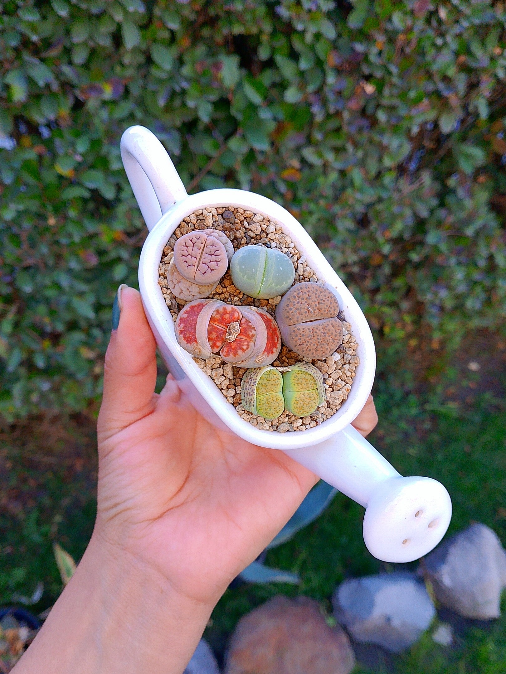 Paquete lithops Mix - regadera mini A
