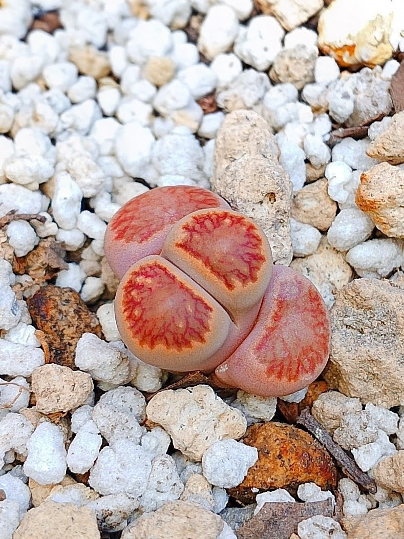 Lithops Julii 'kikushogiyoku' 1.5 años