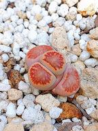 Lithops Julii 'kikushogiyoku' 1.5 años