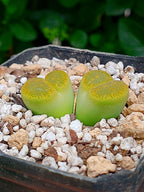 Lithops Leslie  | 2 cabezas