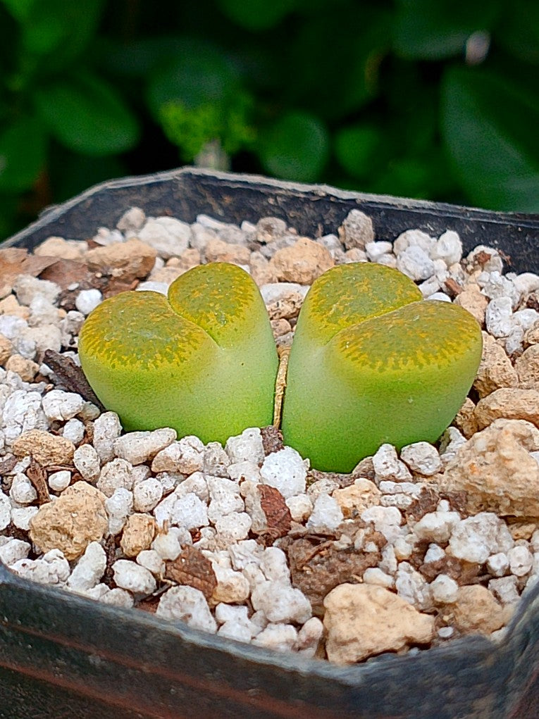 Lithops Leslie  | 2 cabezas