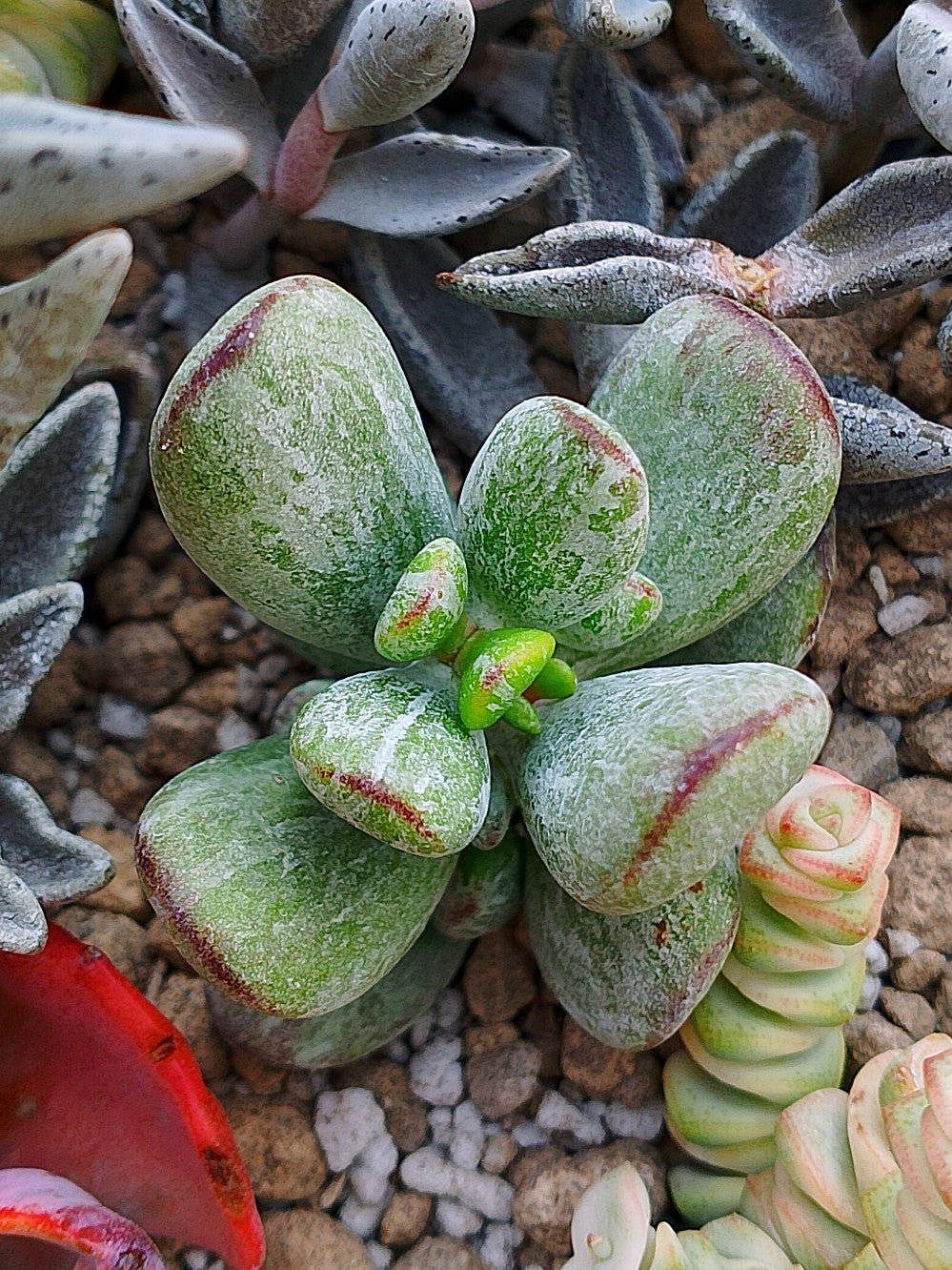 Cotyledon orbiculata leopard | maceta 3.5"