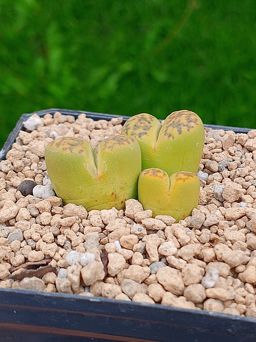 C362 Lithops Bromfieldii sulphurea  | 2 cabezas