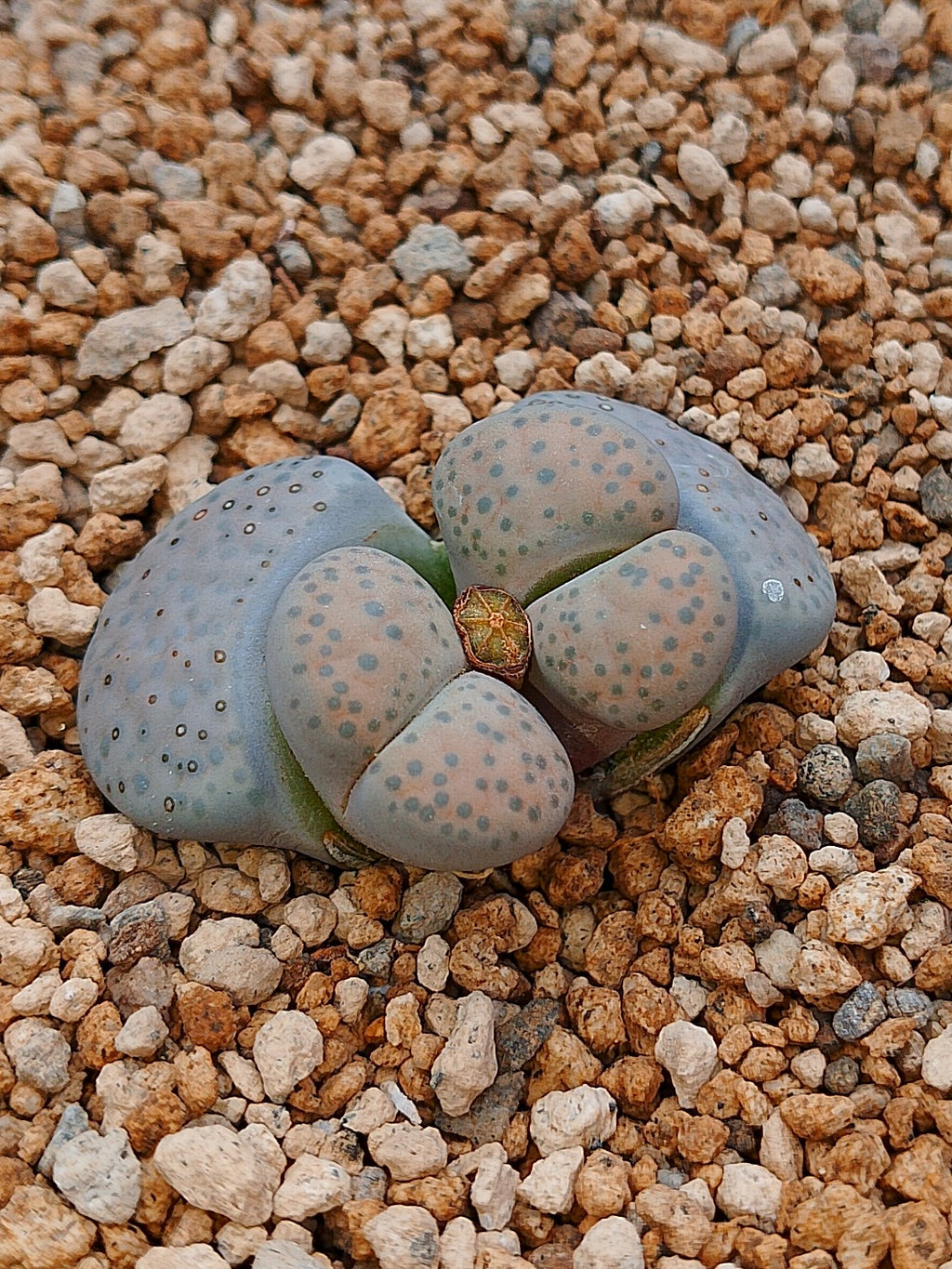 C278 	Lithops fulviceps v. fulviceps