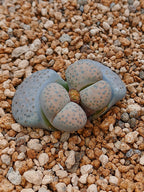C278 	Lithops fulviceps v. fulviceps
