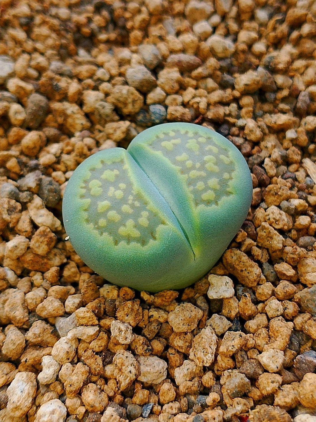 C111A Lithops hallii v. ochracea 'Green Soapstone'