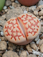 C064 	Lithops julii ssp. julii C