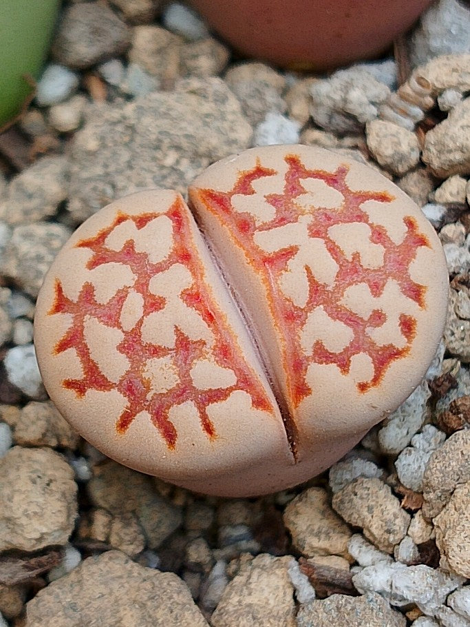 C064 	Lithops julii ssp. julii C