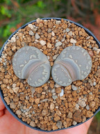 Lithops Otzeniana