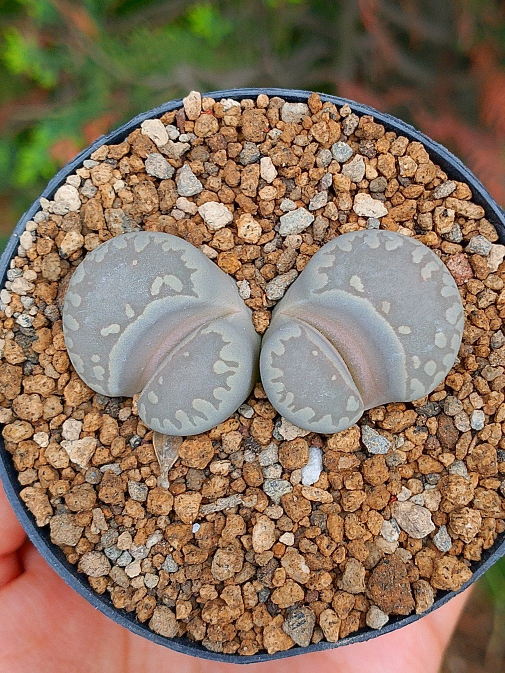 Lithops Otzeniana