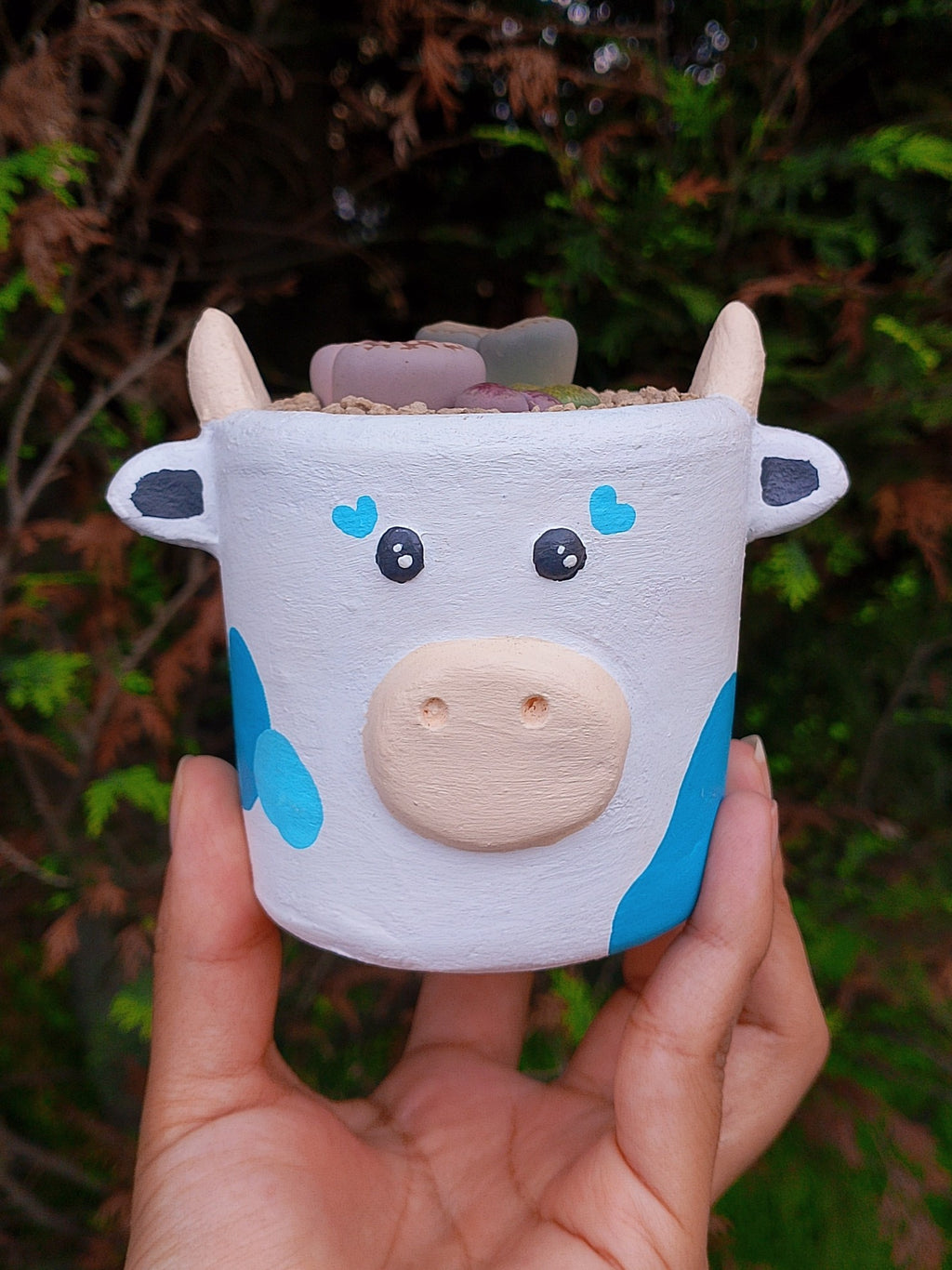 Paquete lithops Mix - vaquita A | maceta 2.5"