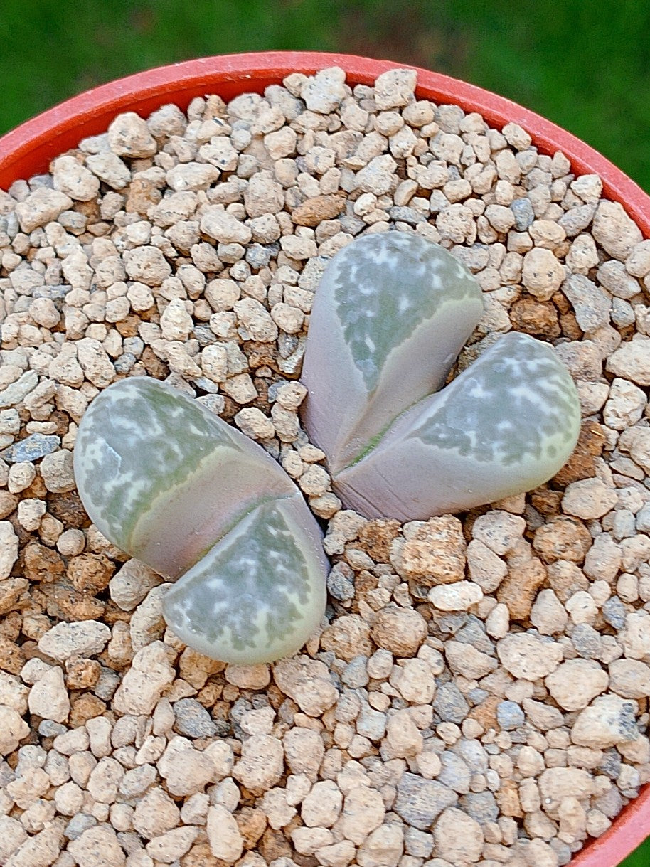 Lithops Helmutii | 2 cabezas