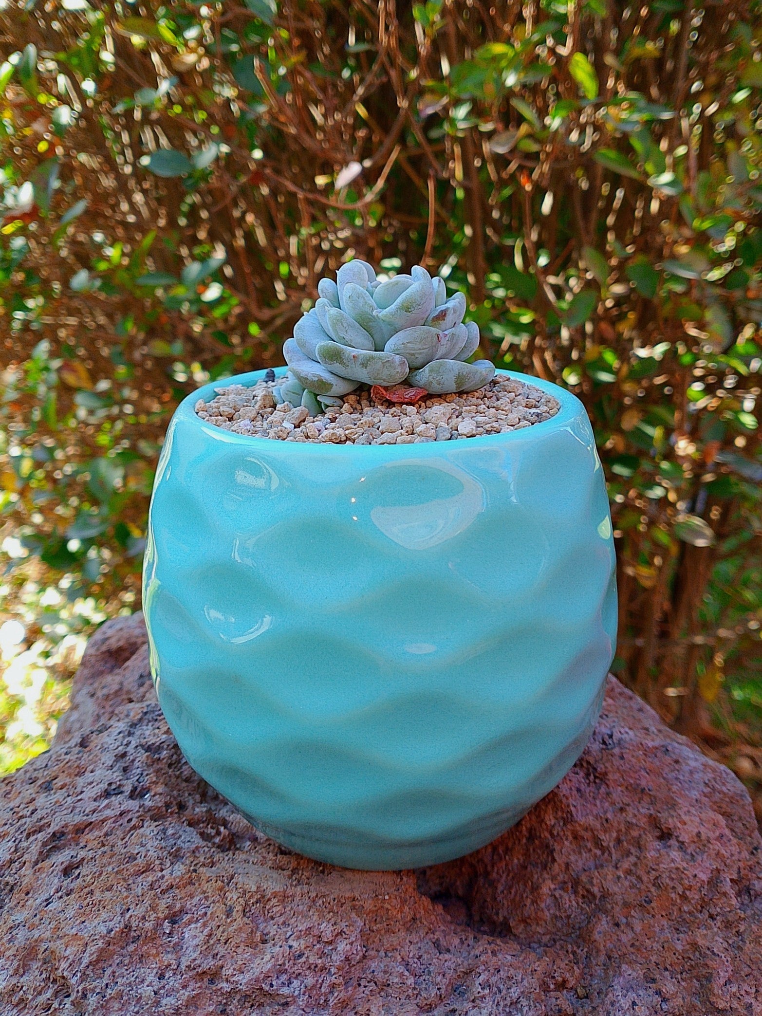 Echeveria Heart angel