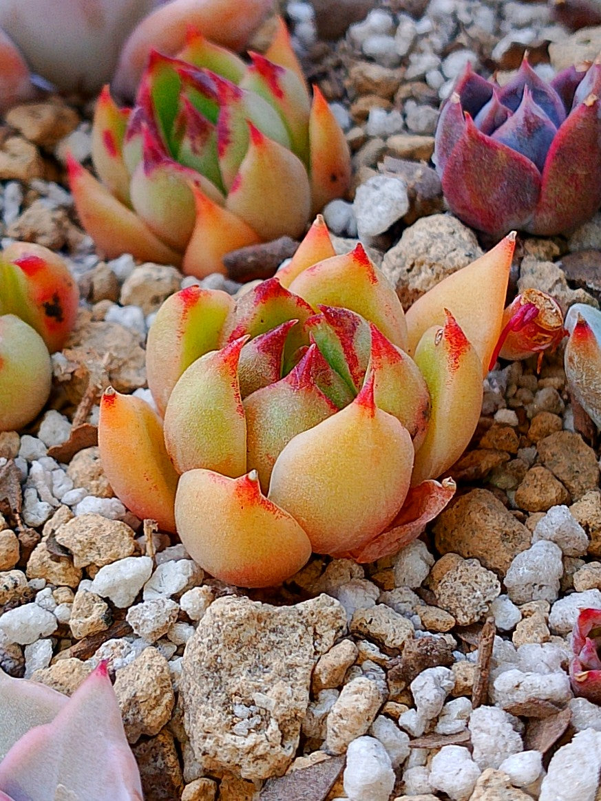 Echeverria Agavoides Roca