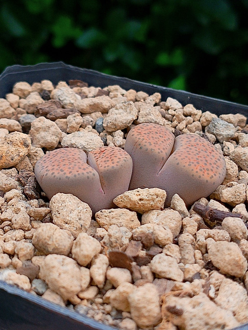 Lithops Fulviceps  | 2 cabezas