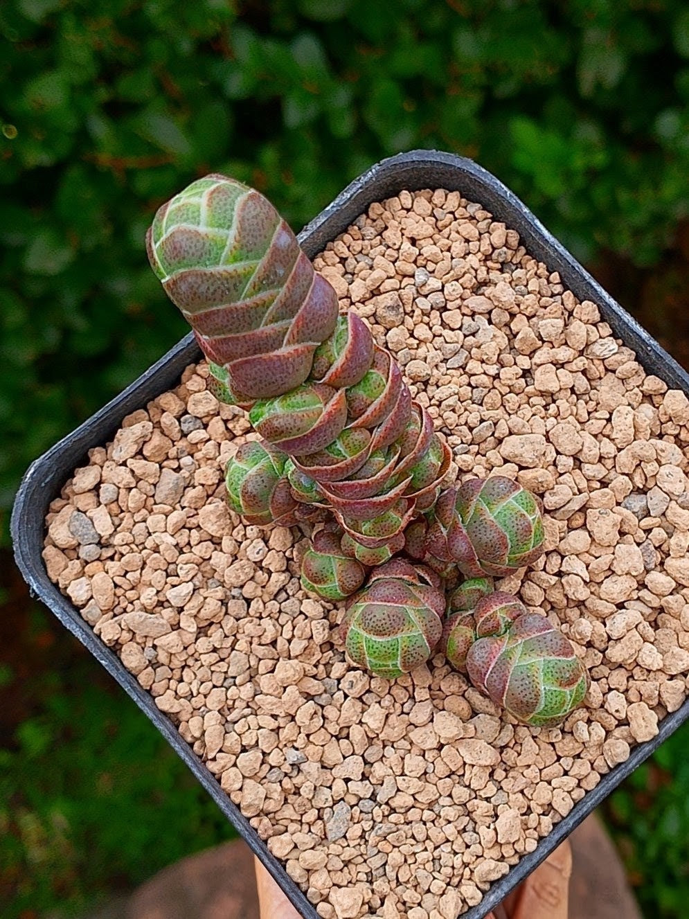 Crassula Barklyi | maceta 3.5"