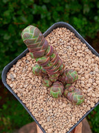 Crassula Barklyi | maceta 3.5"