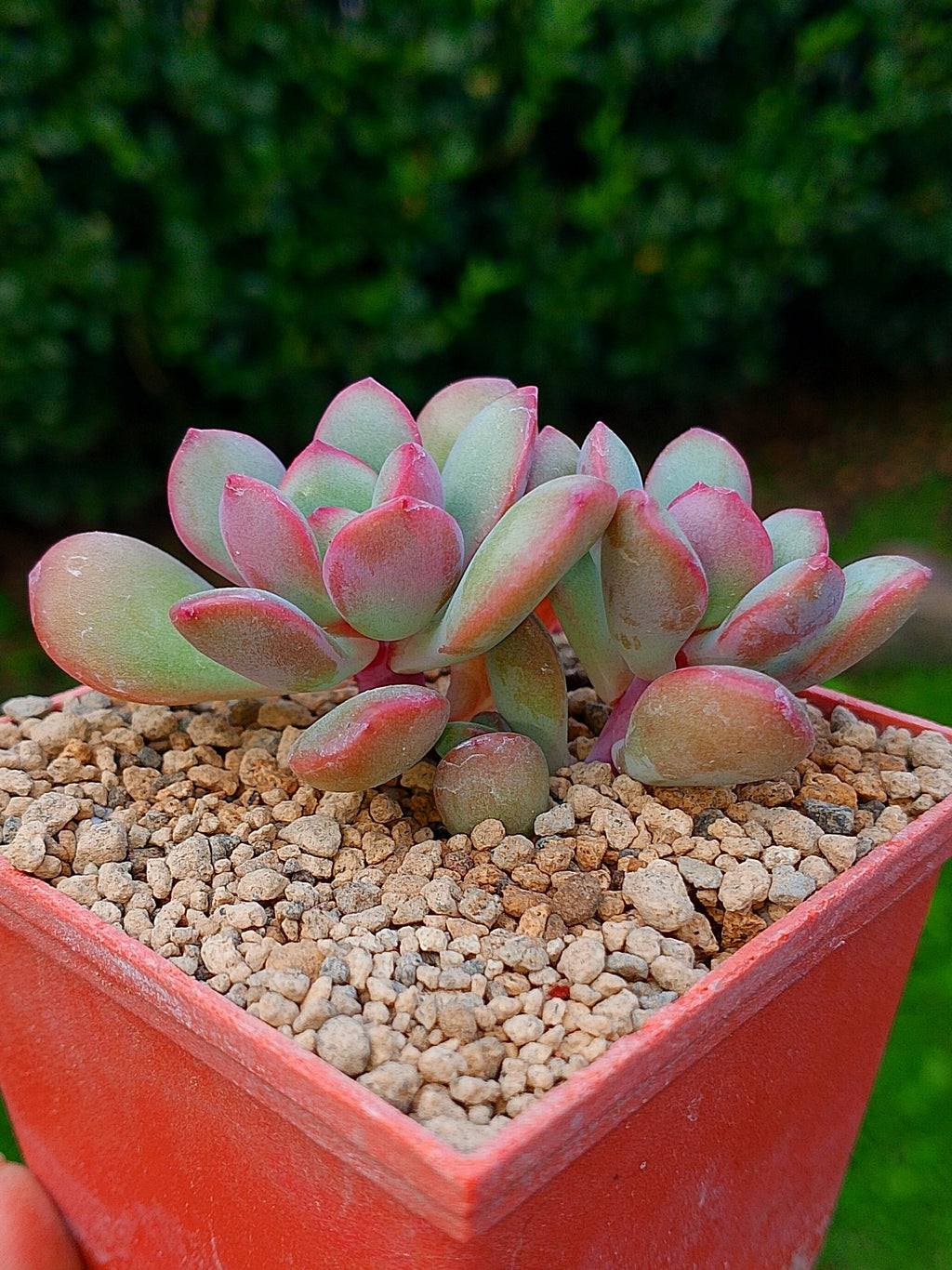 Echeveria Danbi | maceta 3"