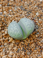 C304 	Lithops naureeniae
