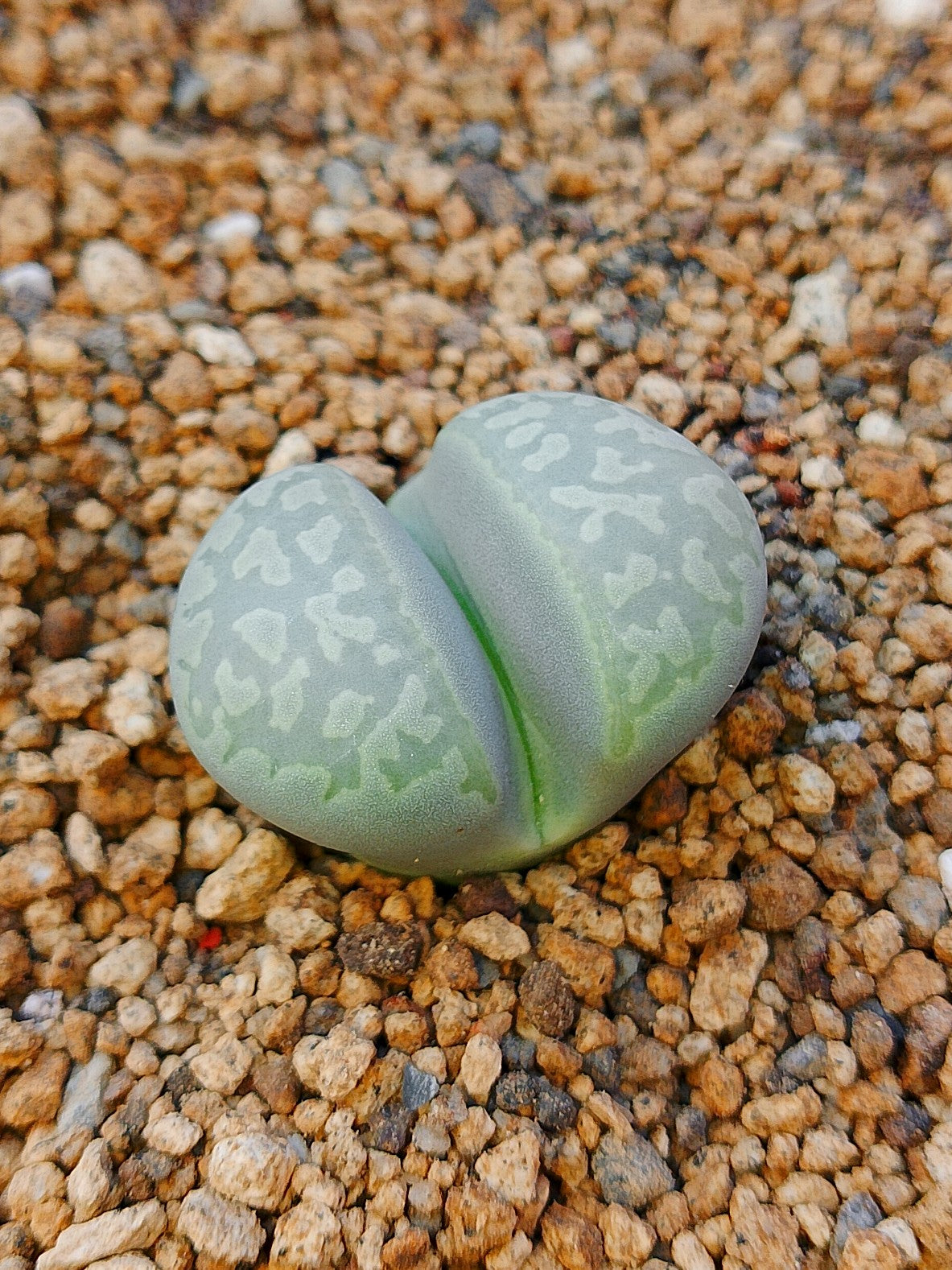 C304 	Lithops naureeniae