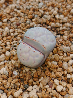 C349 	Lithops julii ssp. julii