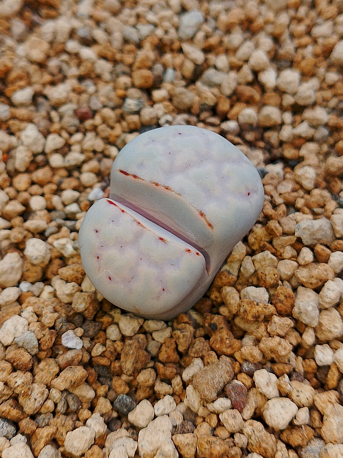 C349 	Lithops julii ssp. julii