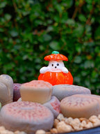 Paquete lithops Mix - Caldero Calabaza