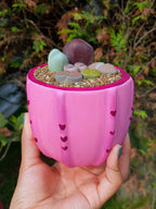 Paquete lithops Mix - circular F