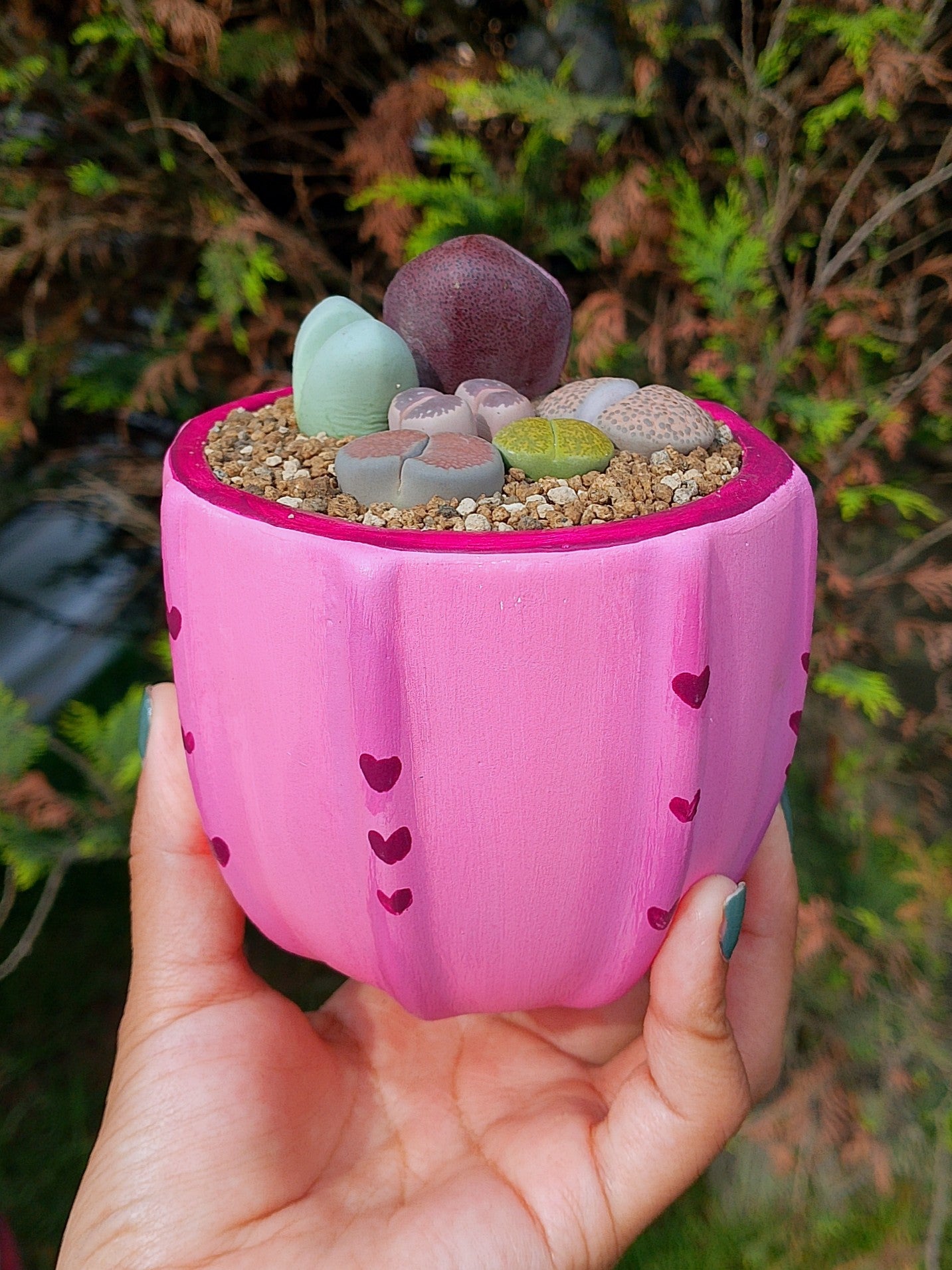 Paquete lithops Mix - circular F