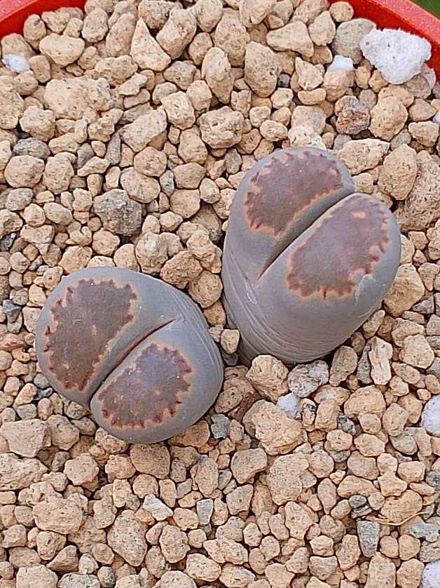 Lithops Salicola | 2 cabezas