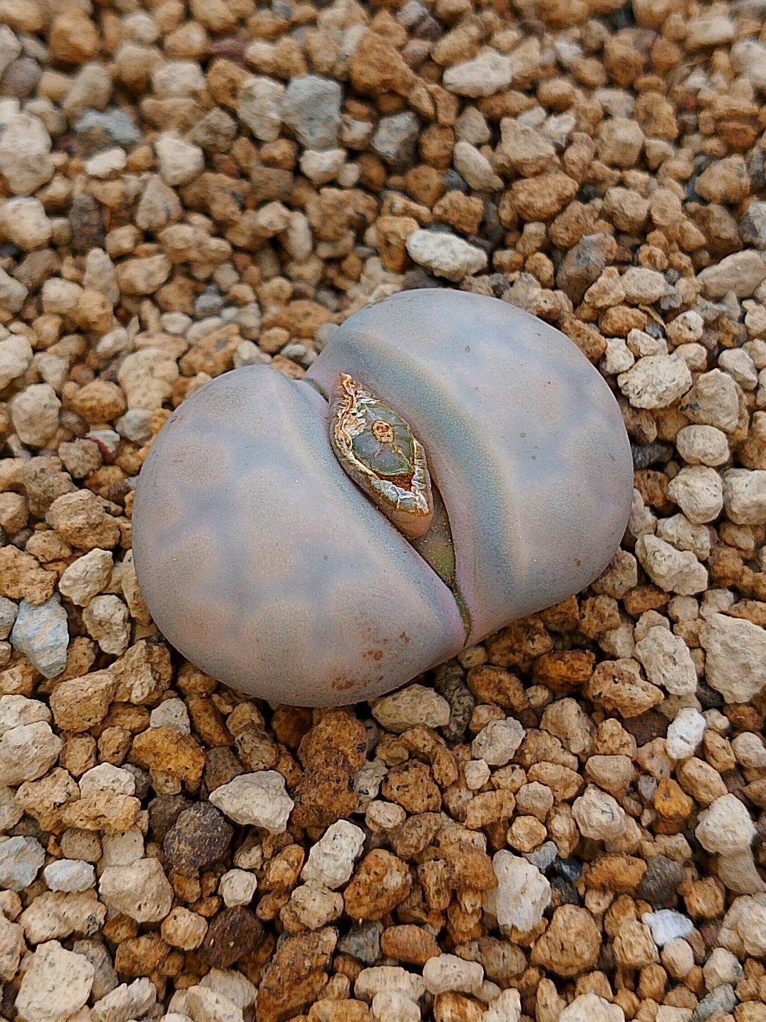 C409 	Lithops karasmontana ssp. karasmontana v. aiaisensis.