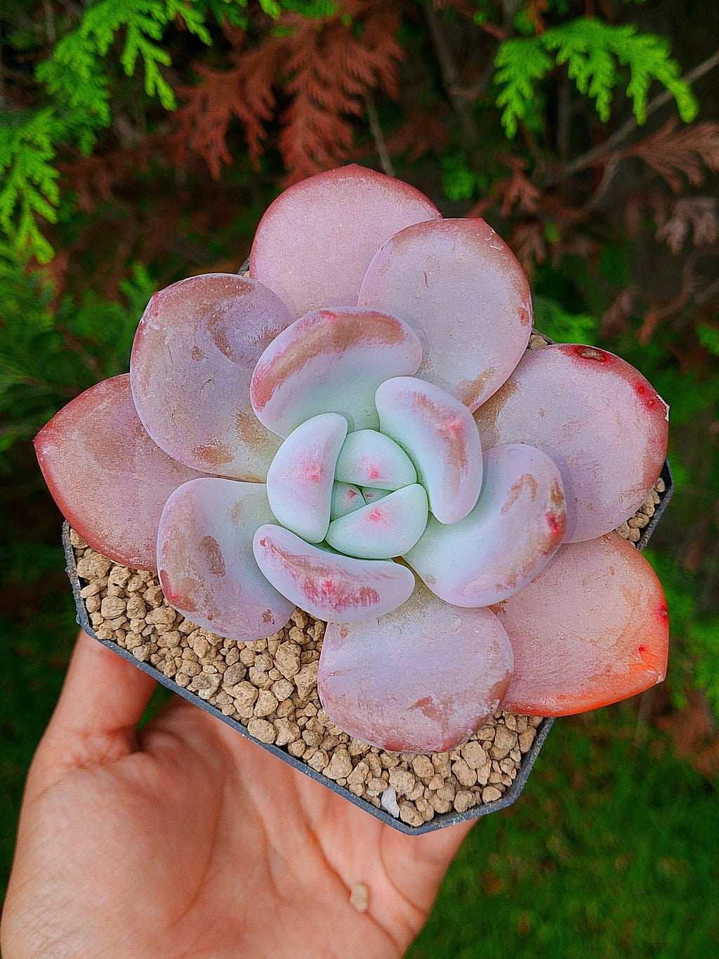 Pachyveria Peach Berry | maceta 4"