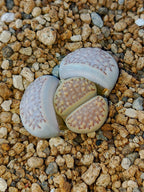 C045 	Lithops hallii v. hallii