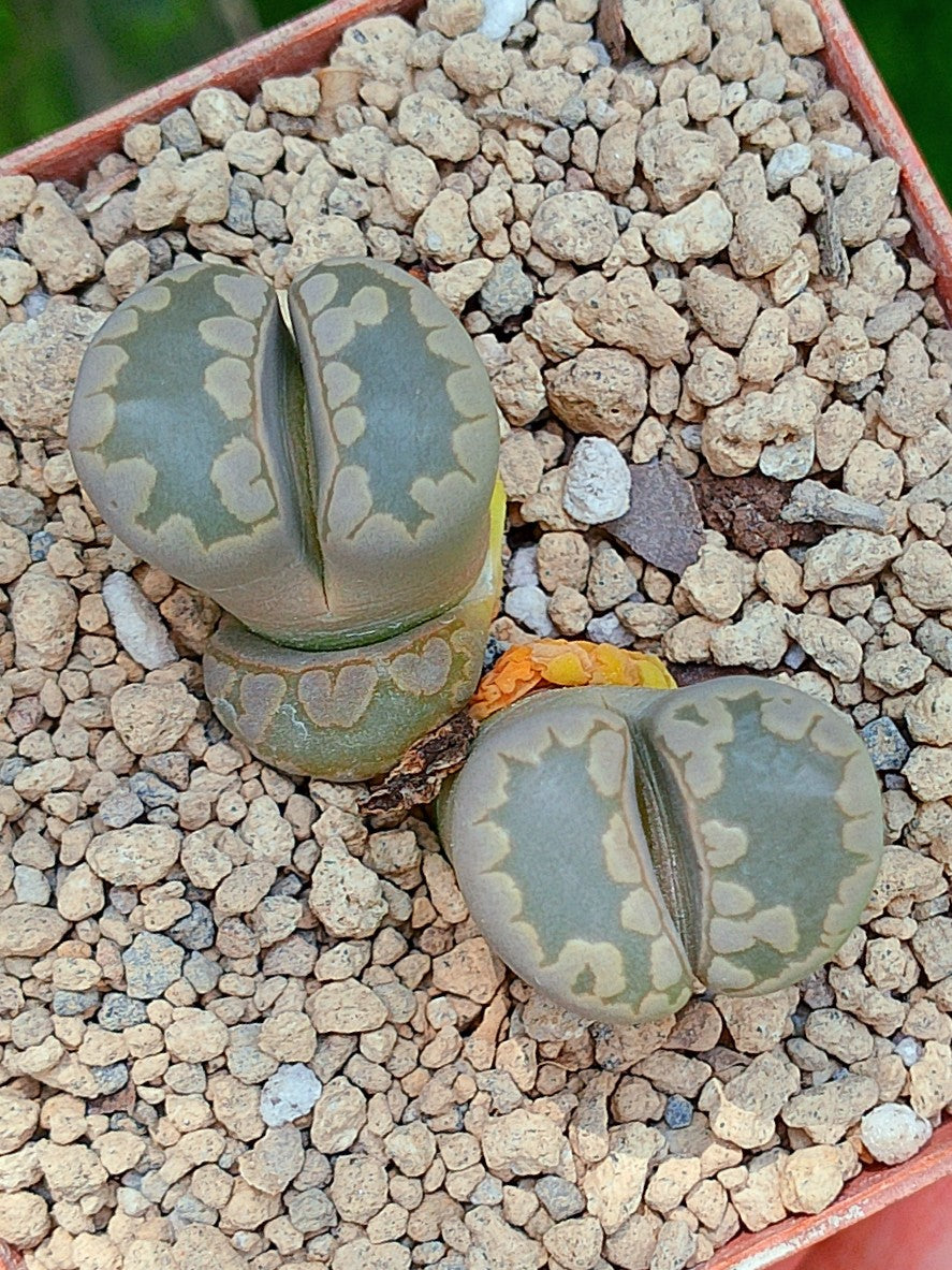 Lithops Otzeniana | 2 cabezas