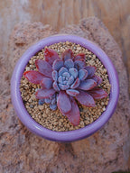 Echeveria Lulu