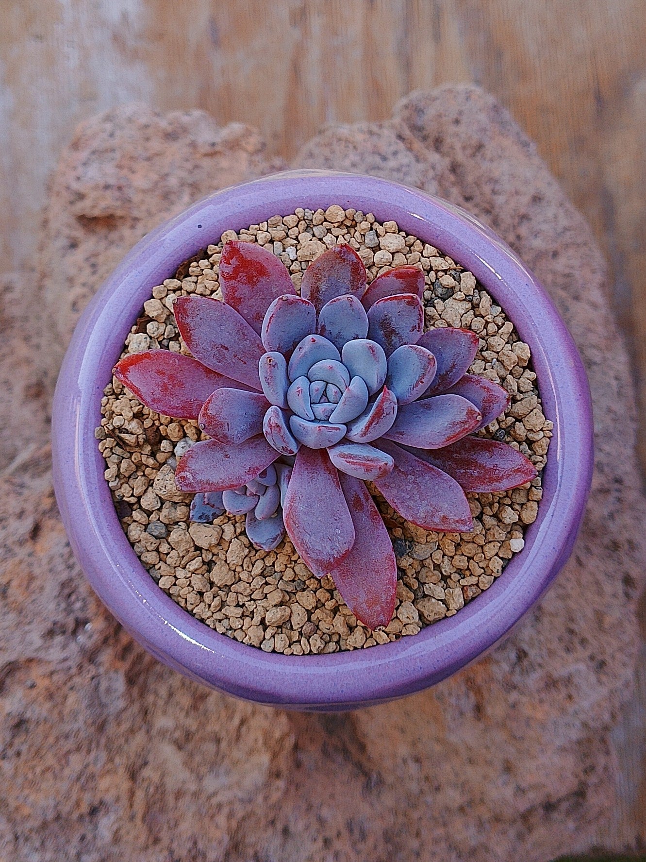 Echeveria Lulu