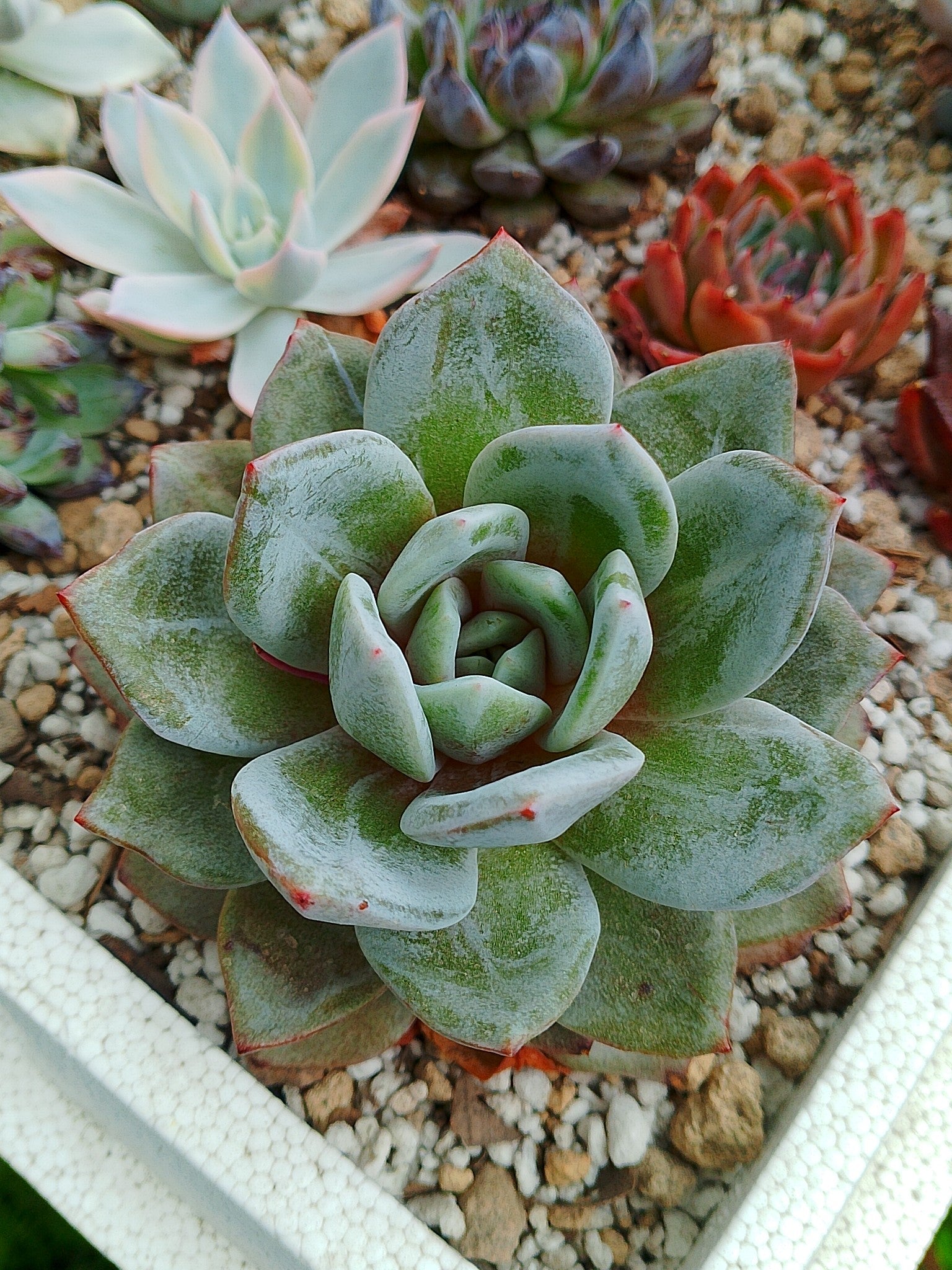 Echeveria German Champagne | maceta 4"