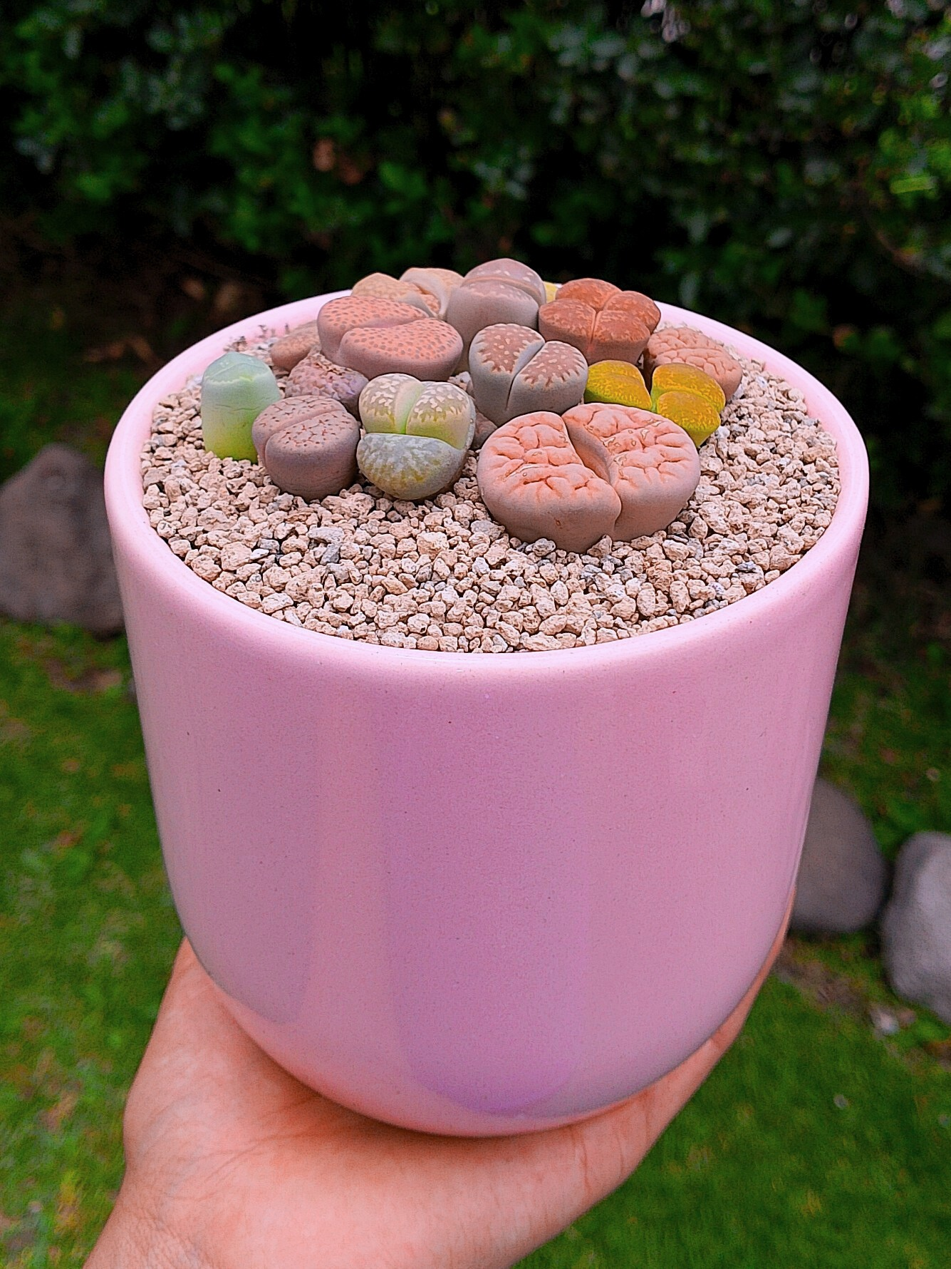 Paquete lithops Mix - circular C