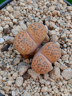 Lithops Fulviceps - 2 cabezas