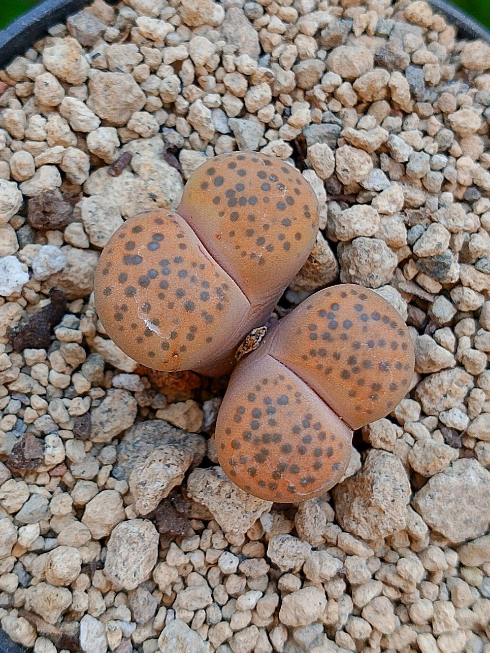 Lithops Fulviceps - 2 cabezas