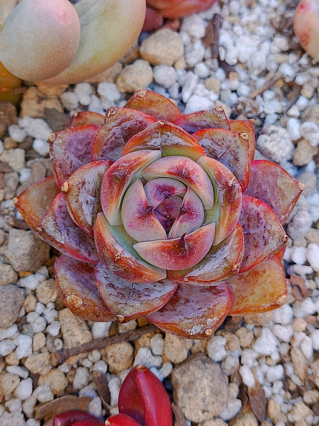 Echeveria Mirinae | maceta 3"