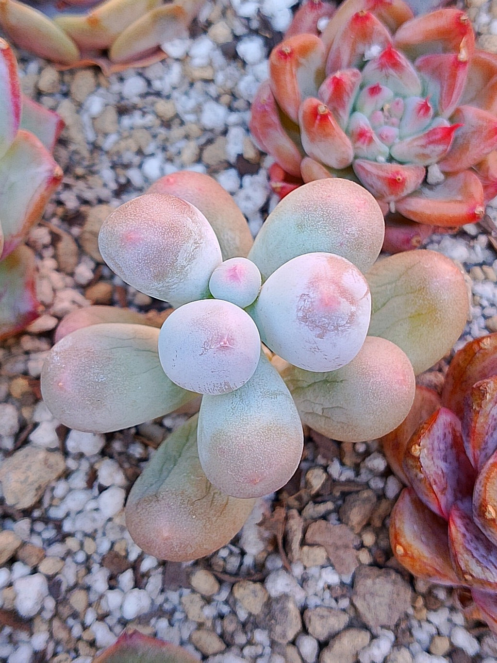 Pachyphytum mikomin