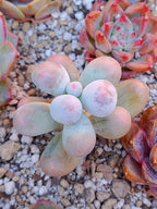 Pachyphytum mikomin