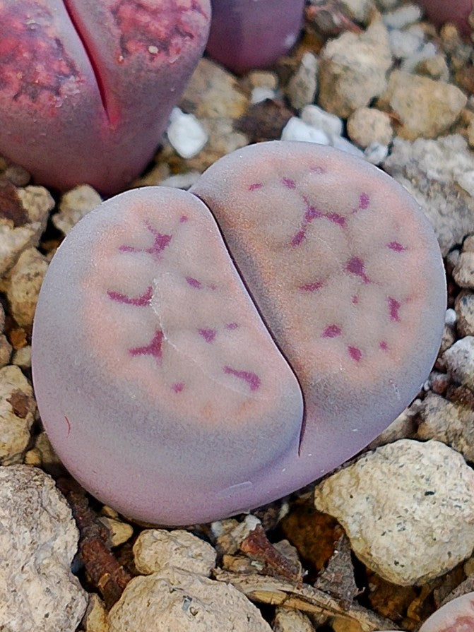 C247 	Lithops schwantesii ssp. schwantesii v. rugosa