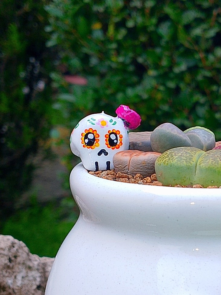 Paquete lithops Mix - Caldero Catrina