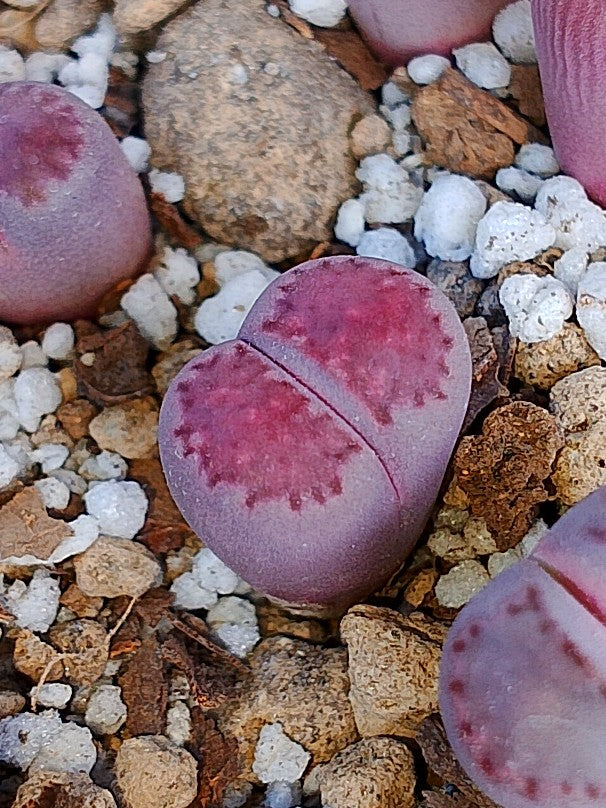 Lithops Salicola 'Satos Violet' 1.5 años