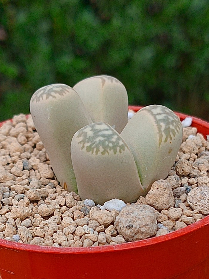 Lithops Geyeri | 2 cabezas